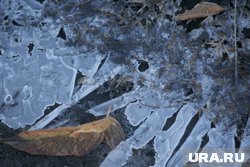 Заморозки продлили на один день