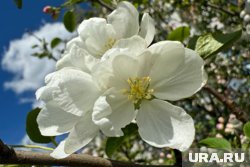 В Кургане зацвели плодовые деревья