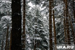Народные приметы о зиме 2025-2026