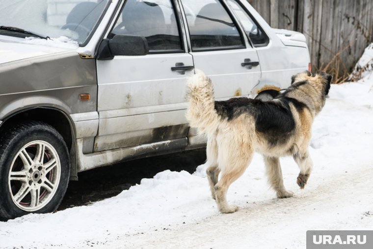 Собак видели во многих районах горда