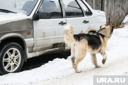 Собак видели во многих районах горда 