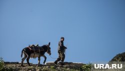 Хозяин спустил осла по зиплайну
