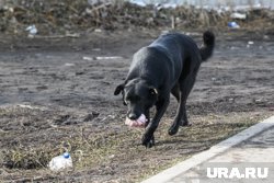 На машине остались вмятины от челюстей собак