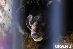 Нападение хищника стало неожиданностью для музыкантов