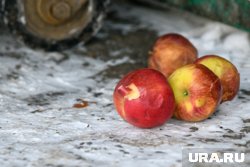 Несовершеннолетние кидались яблоками и грушами
