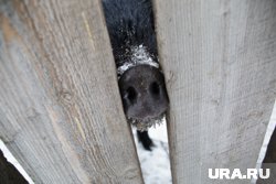 В Курганской области провели профилактику заболеваний вблизи свиноводческого предприятия (архивное фото)