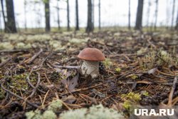 В Курганской области самым ценным грибом считается белый