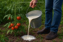 Кефирная подкормка для растений популярна у садоводов
