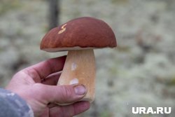 Прошлый год был урожайным на белые грибы