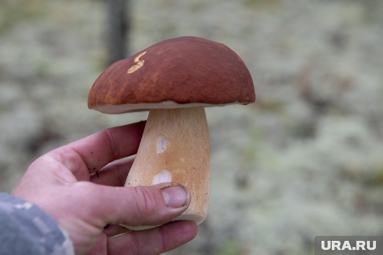 Одним из самых вкусных и ценных грибов считается белый гриб, пик созревания которого приходится на сентябрь