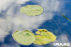 Появление листьев кувшинки на водоемах означало, что заморозков больше не будет