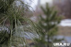 На бульваре высадили ели