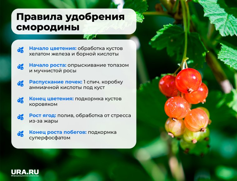 За кустами смородины нужно ухаживать весь сезон