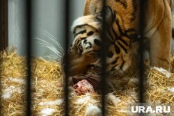 В местных зоопарках даже обитают хищные животные 