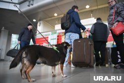 Самыми популярными направлениями стали Москва, Краснодарский край и Санкт-Петербург
