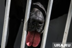 Клиентам обещали, что питомцев будут воспитывать и дрессировать (архивное фото)