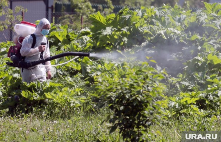 При удалении зарослей борщевика можно использовать не только химические распылители, но и обычную соль