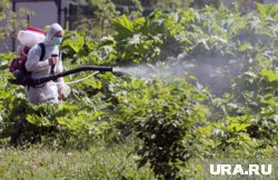 При удалении зарослей борщевика можно использовать не только химические распылители, но и обычную соль