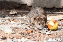 В подвале дома в Шадринске живут грызуны