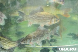 Субсидии на разведение карпов и сиговых рыбоводы смогут получить в декабре 