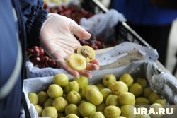Сливу важно вовремя подкармливать три раза в год