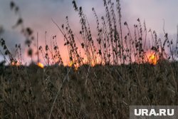 Заброшенный участок земли сельхозназначения нашли в курганском совхозе (архивное фото)