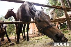 Мэрия Кургана заявила, что не планирует заниматься выселением конного клуба в Заозерном