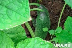 Главный секрет большого урожая огурцов — качественная подкормка