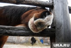 На Купальницу было принято мыть всех лошадей в реке