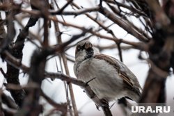 Воробьи - один видов птиц из опасных для огорода