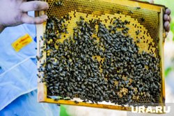 Супружеской паре пришлось убрать пасеку с участка