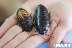 По словам местных жителей, управляющая компания бездействует