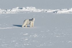 Экологический мониторинг природы Арктики проходит на севере России уже восемь лет подряд 