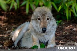 Хищника видели в нескольких районах села