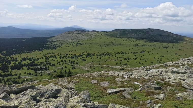 Много черники поспело на склонах Поперечной