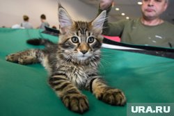 Котята мейн-куна обычно больше котят других пород
