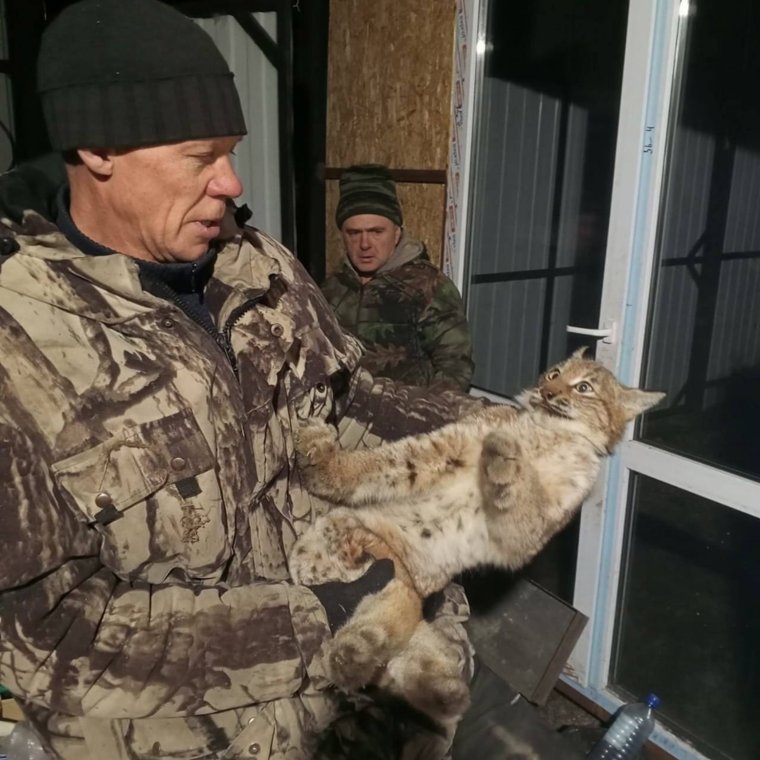 Жители Шатровского округа поймали рысь в курятнике