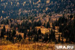 В лесах Курганской области ожидается высокая пожарная опасность 7-10 октября