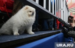 Умка побывал на параде Победы в России в 2025 году