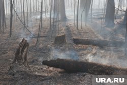 За последние сутки в Тюменской области сгорело 20 гектаров леса