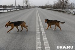 Нападения произошли в течение месяца (фото из архива)