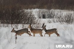 В 2025 году в Курганской области не было возбуждено уголовных дел из-за косуль