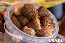 Сезон грибов открыт после снегопада