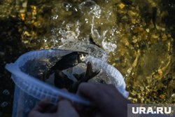 В водоемы Ямала выпустят чир, нельму и муксуна