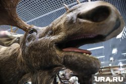 Лось стал жертвой ДТП на дороге в ХМАО
