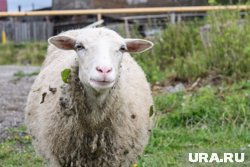 Громкое блеяние овец предвещало скорый дождь