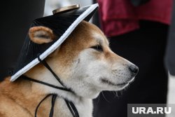 Югорчане стали обращаться к зооняням и зоопсихологам