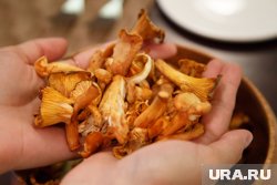 Лисички начали находить грибники в Нагайбакском районе