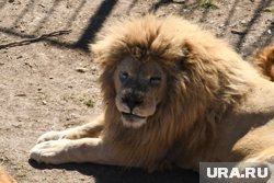 Владельца парка в Крыму спасли от гибели, отогнав напавшего на него льва ведром с веником