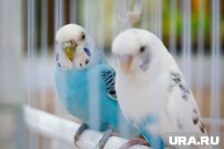 Ростовские выставки попугаев и кошек в Челябинске стали легальными